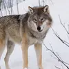 thunder_wolf31 - @thunder_wolf31 - TikTok