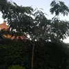 Yolanda Toribio - @yolanda.toribio5 - TikTok