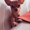 Yolanda Vaca - @yolanda.vaca33 - TikTok