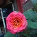 Yolanda Valentin - Facebook