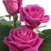 yolandawebster27 - @yolandawebster2 - TikTok