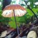 Windi Yolanda Sari - Facebook