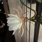 Yongjun Li - Facebook