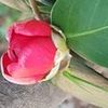 Yonsook Kim - @31442814241 - TikTok