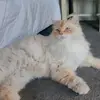 Yoon Heo - @yoon.heo2 - TikTok