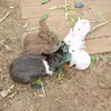 @yoonalee849 - @yoonalee849 - TikTok