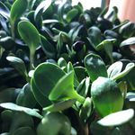 Adi.Yosef: Dr Green Thumb 👍🏼 - @mensalarmp - Instagram