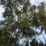 Yoshi Perera - @yoshi.perera.54 - Instagram