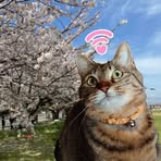 Yoshiko Ishida - Facebook