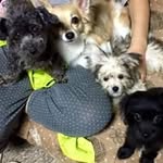 Yoshio Ishida - @yatai0440 - Instagram