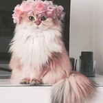 Yosra Elsayed - @yosra6067 - Instagram
