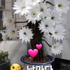 박 영순 - @youngsoonpark1 - TikTok