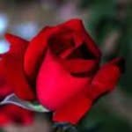 Yousif George - @yousifgeorge31 - Instagram