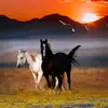 Youssef Matar - @.youssef.matar - TikTok