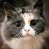Yuxuan35667 - @yuxuan35667 - TikTok