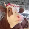 yuxuan - @yuxuan5954 - TikTok