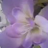 yuanlam627 - @yuanlam627 - TikTok