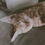 苹ྉ裹ྉ  - @yuan_ping_1124 - Instagram