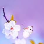Yuhao Wei - @its_urgurl_laine - Instagram