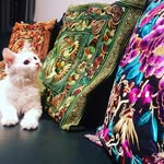 Yuki Adams - @yuki.adams.meow - Instagram