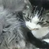 yukomatsudaira - @yukomatsudaira - TikTok