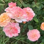 Yolanda Smith - Facebook