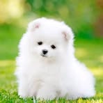 Yuli Han - Facebook