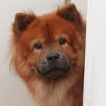 Xin Yun (Chow Chow) - @yunchowchow - Instagram