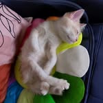 Hugo Yip - @yung.yip.59 - Instagram