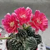 Hoa Xương Rồng - @chenyuquan210 - TikTok