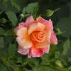 Yusra Mohammad - @yusra.mohammad10 - TikTok