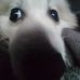 Yuzhe Lim - Facebook