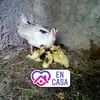 Yvan Gonzalez - @yvangonzalez1 - TikTok