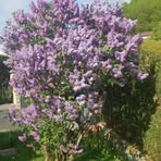 Yvette Bergeron - Facebook