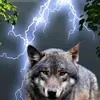 rufus - @yvettebryan - TikTok