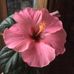 Yvette Busch - Facebook