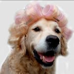 Yvette Jones - @canine_capers10 - Instagram