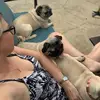 Yvette Carmichael487 - @pugpackmom - TikTok