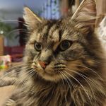 Yvette Clement - @yvette.clement.3 - Instagram