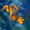 Yvette Geiger771 - @yvettegeiger771 - TikTok