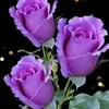 Yvette Gregory - @user5811230963812 - TikTok
