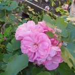 Yvette Griffith - Facebook