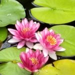 Yvette Guidry - @yvetteguidry1 - Instagram