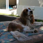Nougat's niche - @yvette.klein.56 - Instagram
