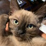 Yvette LaPorte - @zinnicats - Instagram