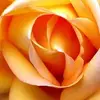yvettelaurent47 - @yvettelaurent47 - TikTok