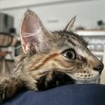 Yvette 🐱 - @yvette_le_chat - Instagram