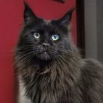 Yvette - @yvette.mainecoon - Instagram