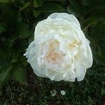 Yvette Normand - @yvette.normand.944 - Instagram