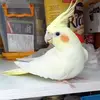 Yvette's Page - @yvettes.page - TikTok